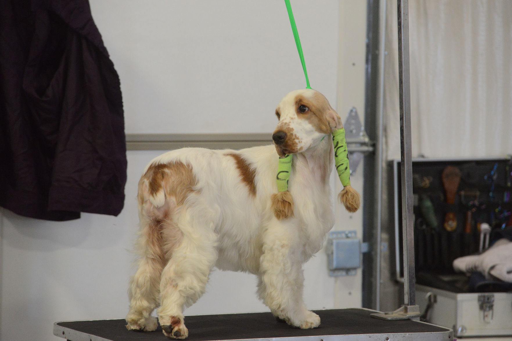 Danville Kennel Club Breeder Show